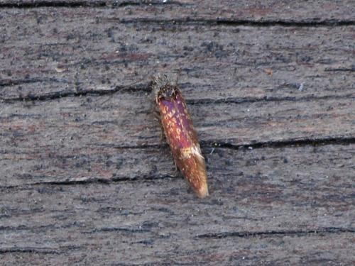 Eriocrania sp.